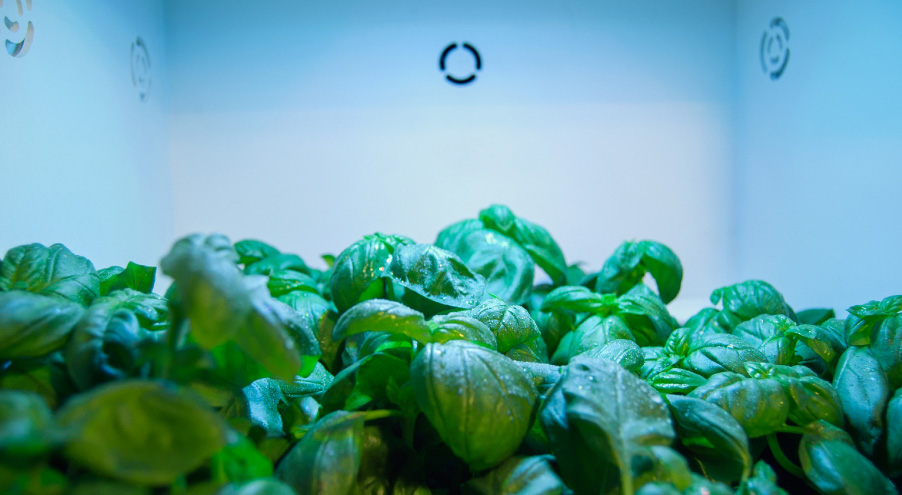 Coltivare in casa verdure