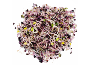 GERMOGLICAVOLOROSAsmall Cavolo Rosa