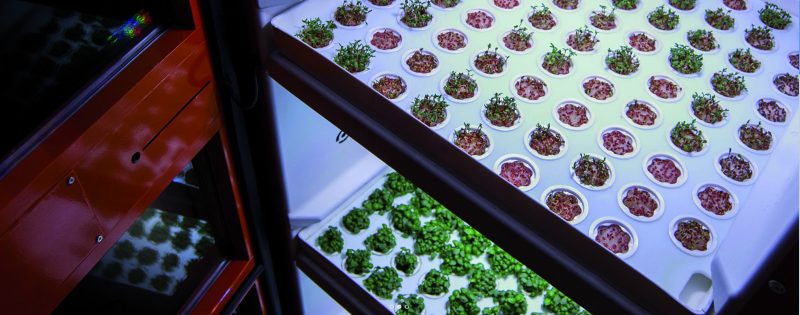 microgreen microgreen